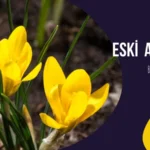 eski avluda