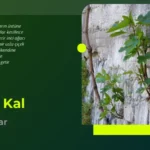 arif damar gitme kal
